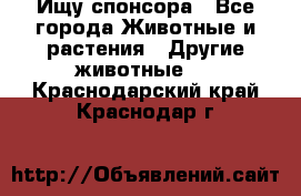 Ищу спонсора - Все города Животные и растения » Другие животные   . Краснодарский край,Краснодар г.